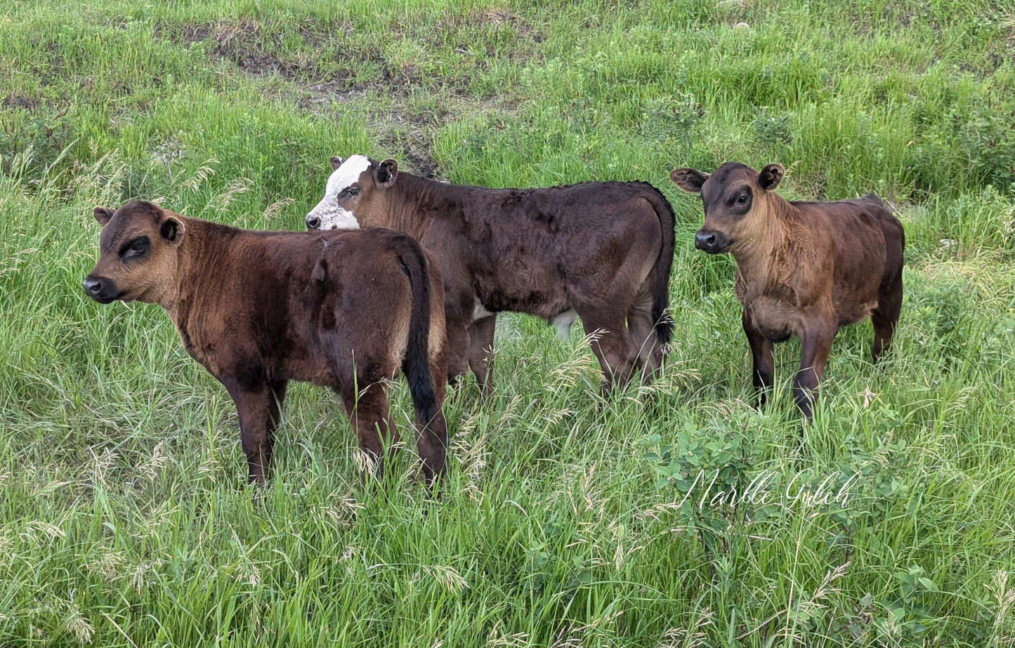 Cattle on the Ranch Notecards - 4 pack