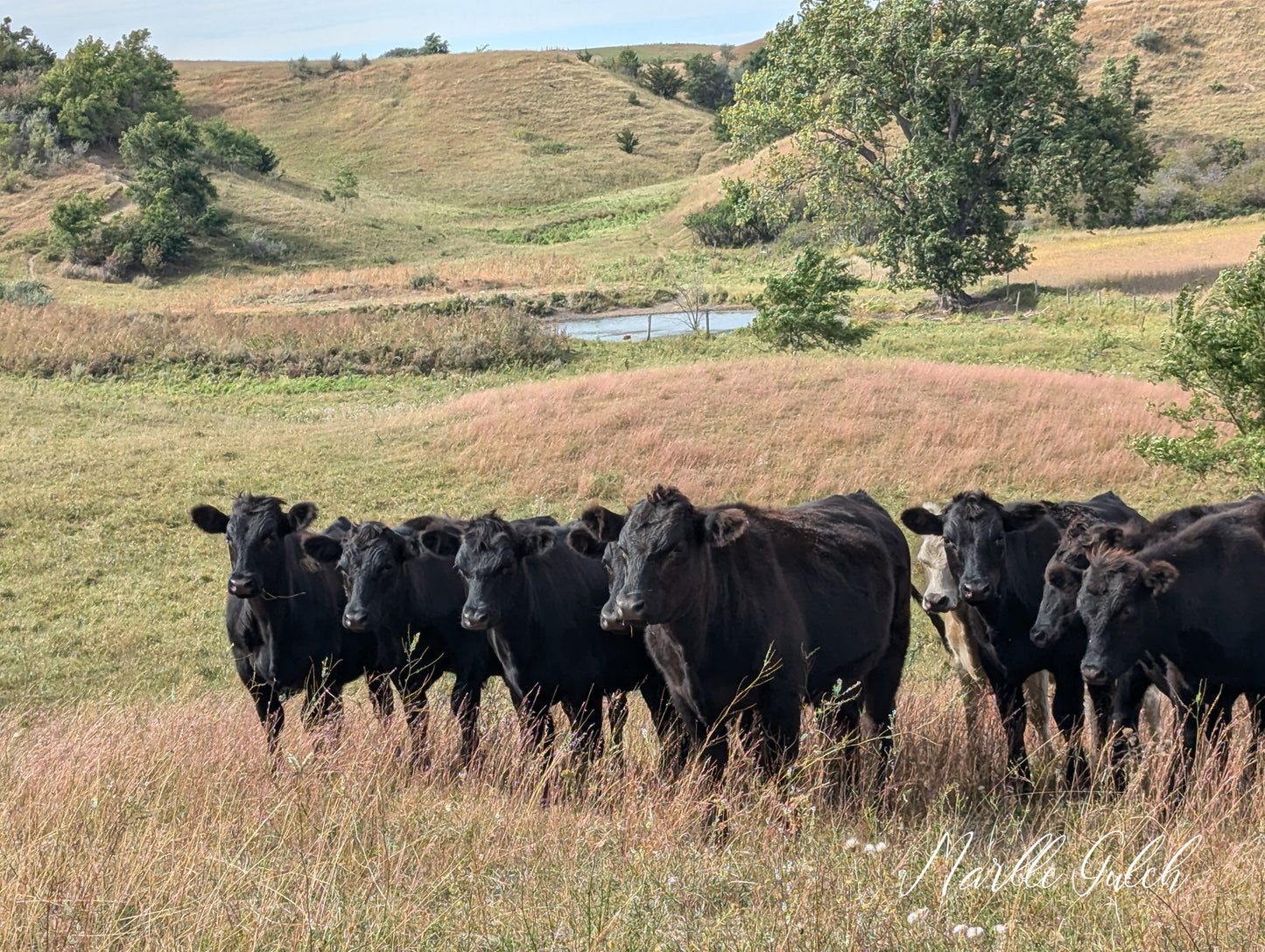 Cattle on the Ranch Notecards - 4 pack