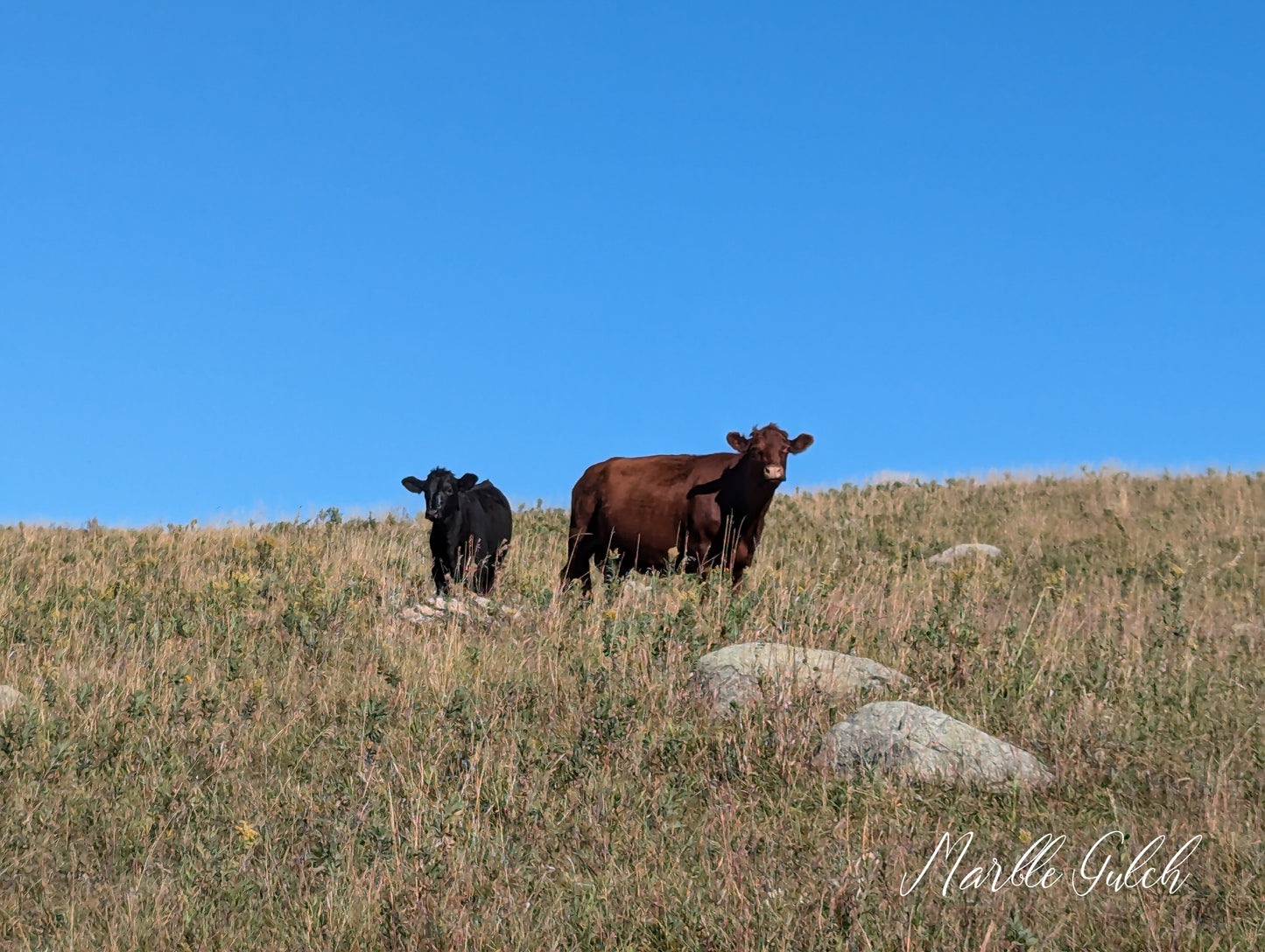 Cattle on the Ranch Notecards - 4 pack